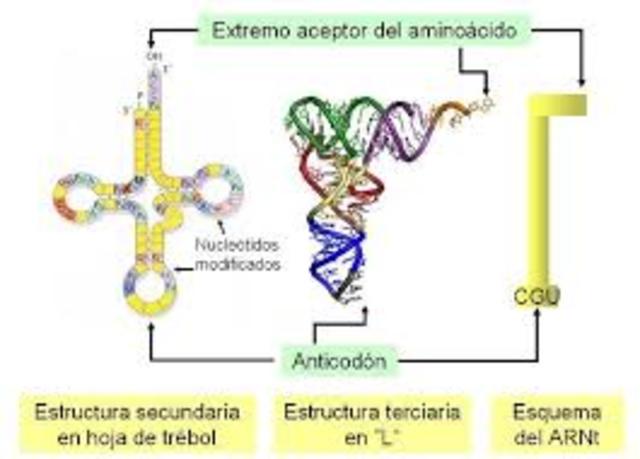 SE DESCUBRE CODIFICACION DEL CODON UUU EN AMINOACIDOS