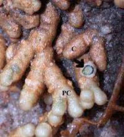 Bacterias del azufre y las bacterias nitrificantes.  Serguéi W