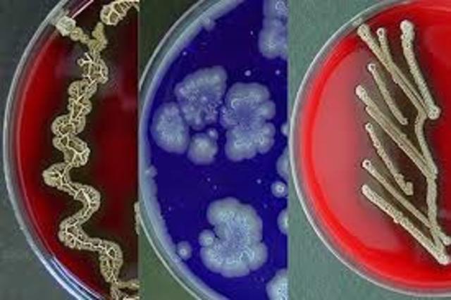 Dunedin (Nueva Zelanda)