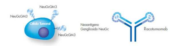 Niels Jeme red idiotipo-antigeno