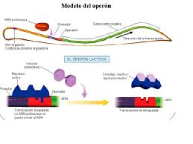 MODELO DELO OPERON