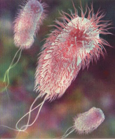 descubrimiento de la bacteria E.coli