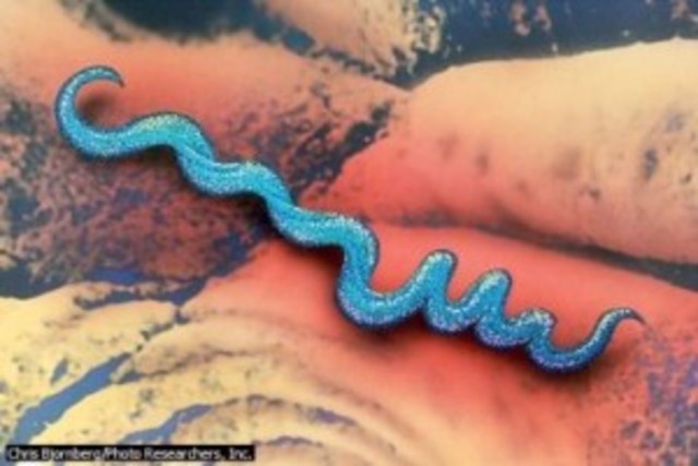 bacteria treponema palidum agente productor de la sifilis