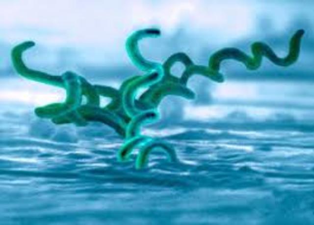 Treponema pálidum es el agente productor de sífilis.  Fritz y Erich