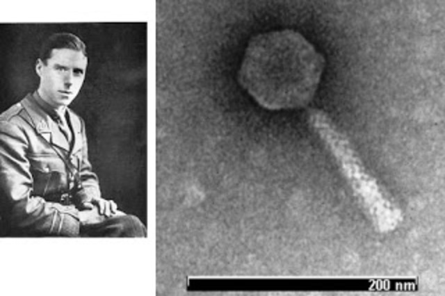 Descubre más virus bacteriófagos.Félix d'Herelle