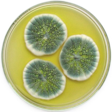 Aísla la penicilina de un cultivo de Penicillium. Alexander Fleming