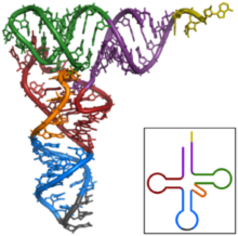 aísla los tRNA, moléculas que incorporan los aminoácidos activados en las proteínas.  Robert W. Holley