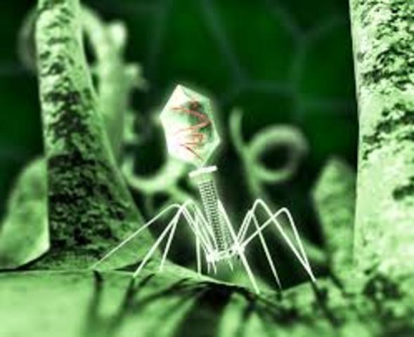 descubrimiento de virus que infectan bacterias