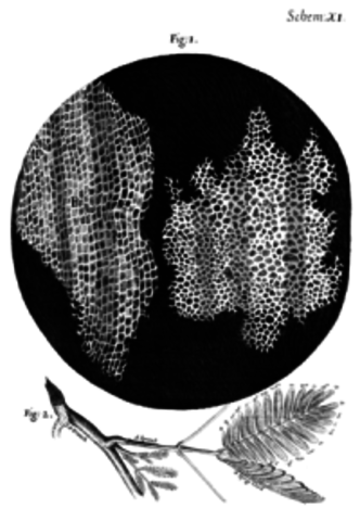 descubrimiento de la cuticula de los insectos