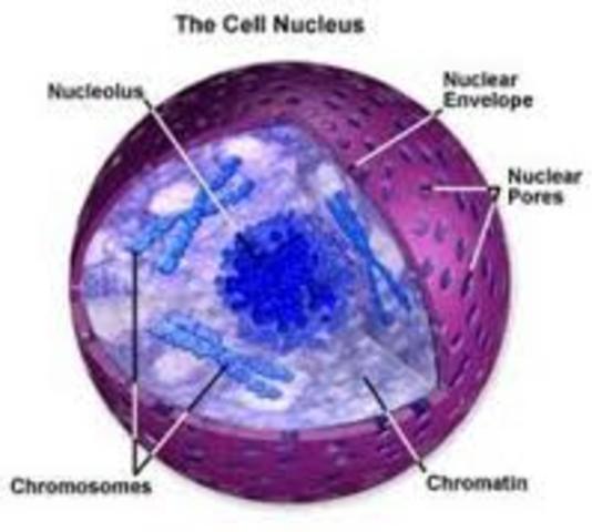 descubrimiento del nucleo