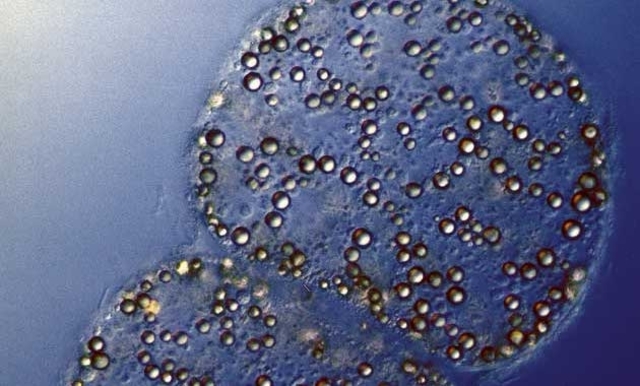 Bacterias del azufre y bacterias nitrificantes.