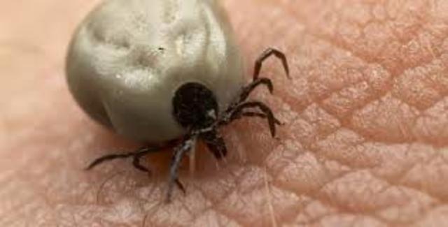 la fiebre de las Montañas