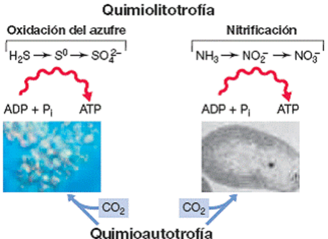 estudio de las bacterias del azufre y las nitrificantes