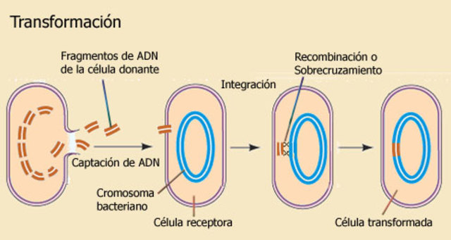 descubrimiento de la transformación bacteriana.