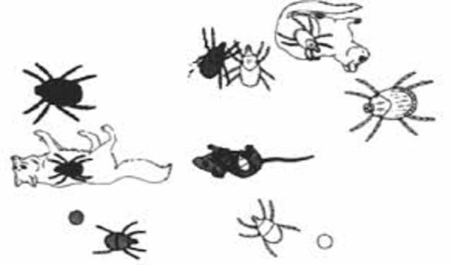 fiebre de las montañas rocosas transmitida por garrapatas