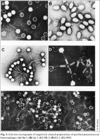 descubrimiento de mas virus bacteriofogos