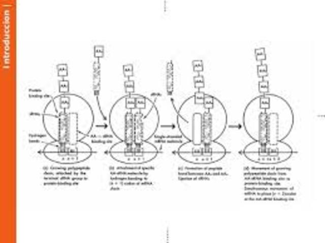 Marshall Nirenberg y matthael