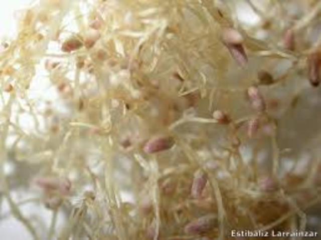 Aísla bacterias fijadoras de nitrógeno