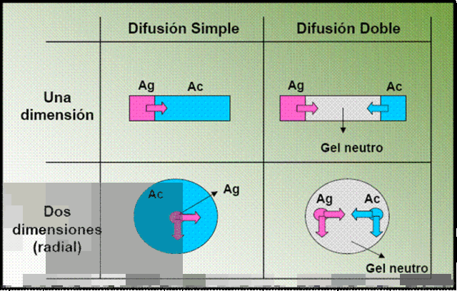 orjan ouchterlony y stephen d elek  desarrollan la inmunodifusion con antigenos y anticuerpos