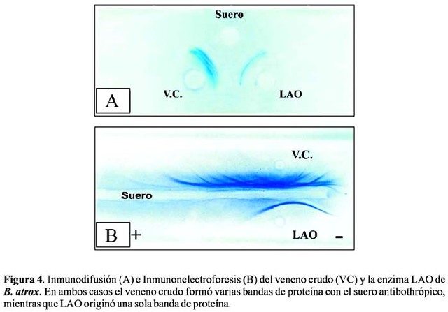 pierre grabar , c a williams conciben la imunoelectroforesis y establecen la heterogeneidad de las inmunoglobulinas