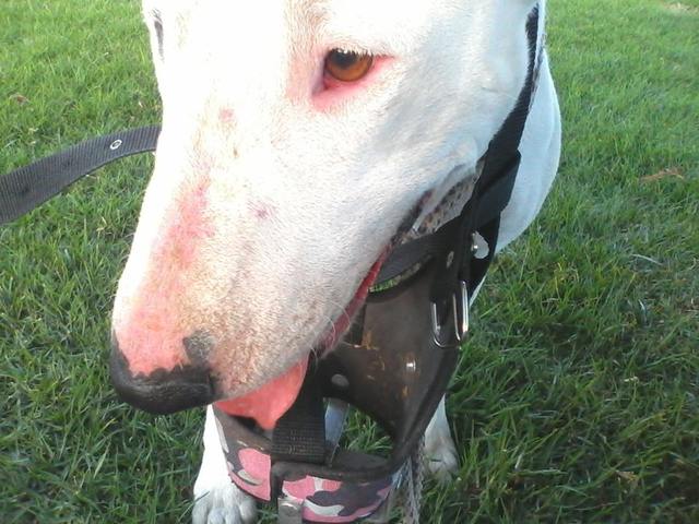 Mi Mejor Amigo en el Mundo