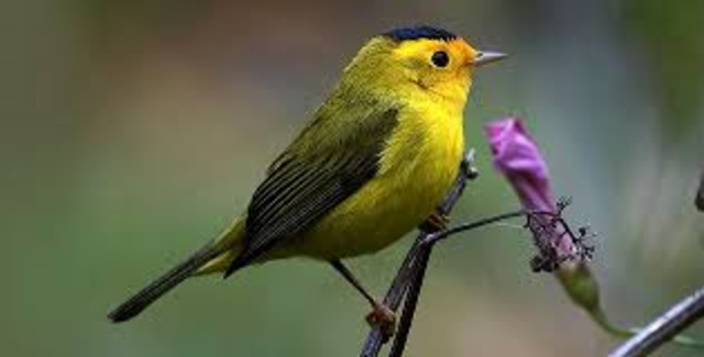 Eta ave esta en especie de extincion