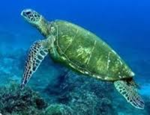 La tortuga verde son muy comun en las islas Galapago