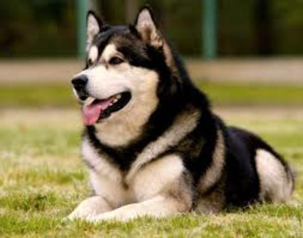 Los joski ciberiano so perros de del Polo Norte