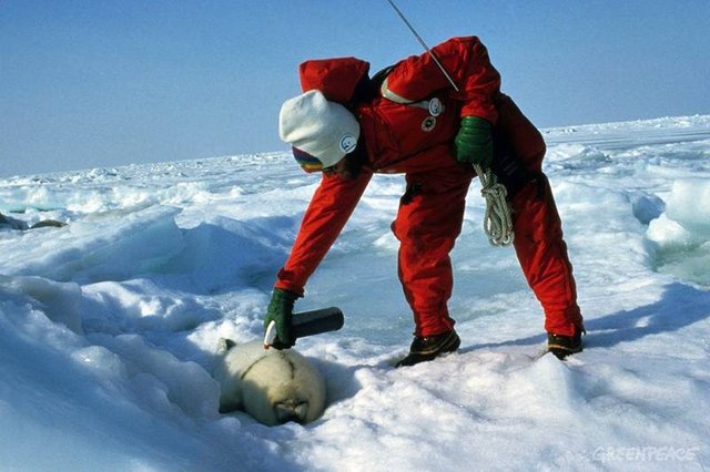 Stopping the Seal Slaughter