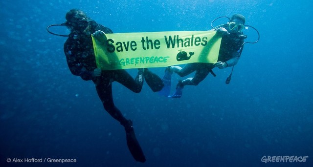 Action Against Whalers