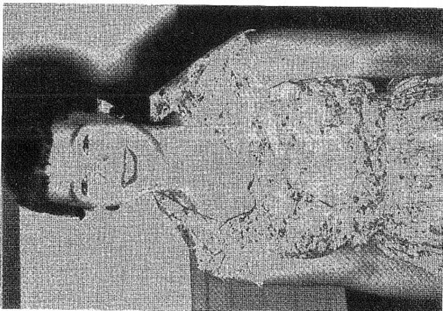 Entered Sisters of St Joseph