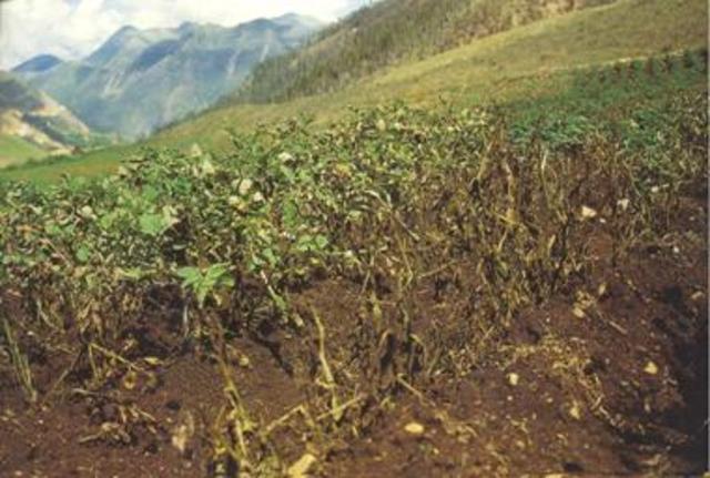 The Irish potato famine