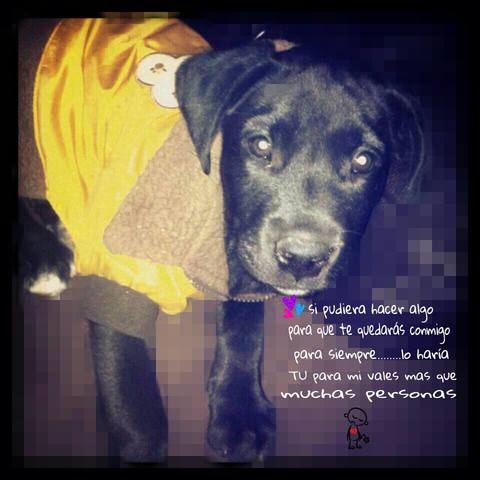 Llegada a casa de mi mascota favorita