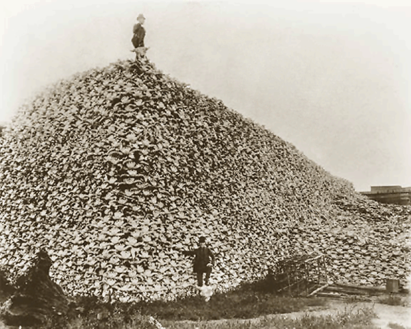 Diminished Buffalo Herds