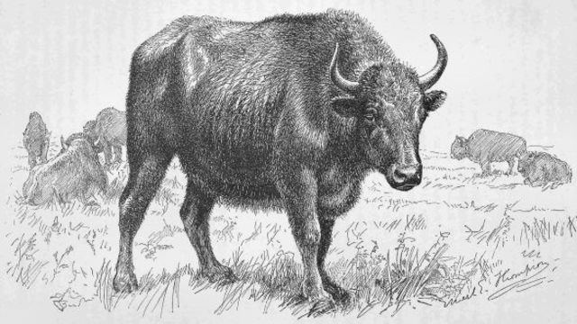 Diminished Buffalo Herds