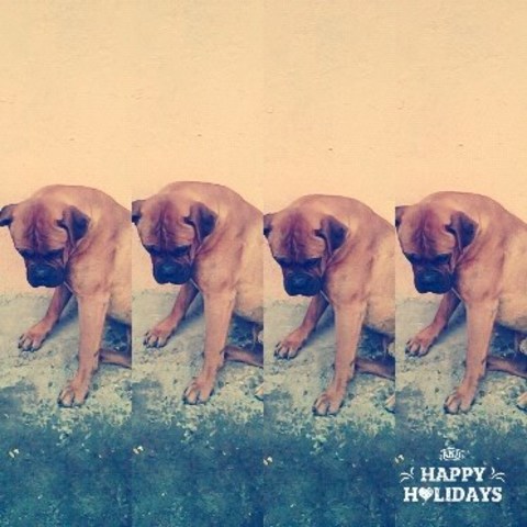 Mi papá me regaló a Cofi