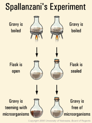 Modified Chicken Broth Experiment