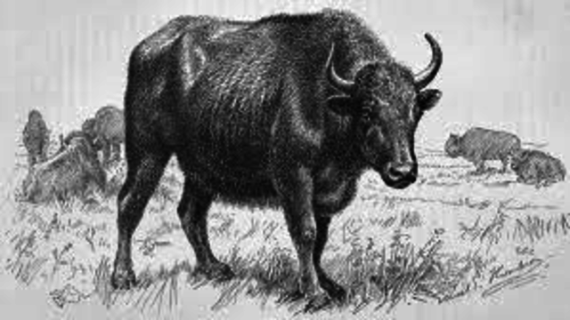 Diminished Buffalo Herds