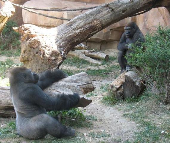 My first time going to a zoo.