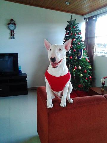 Adoptó a un perrito