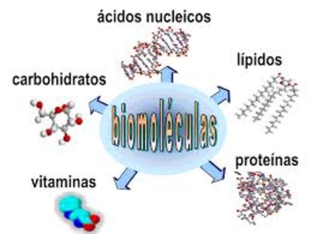 Clasificación moderna de las biomoléculas