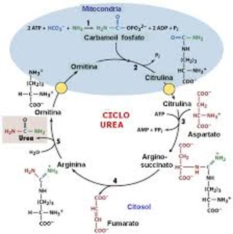 Wöhler sintetiza la urea