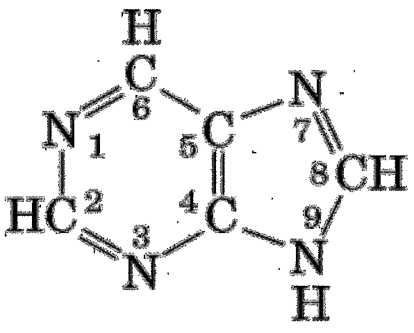 Estructura de la purina.