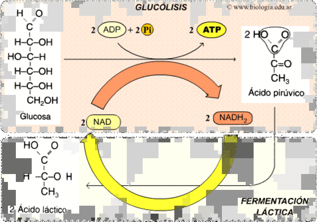 Fermentación alcoholica.