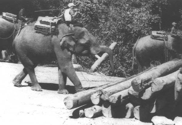 Medio de transporte por medio de animales (a.C.)