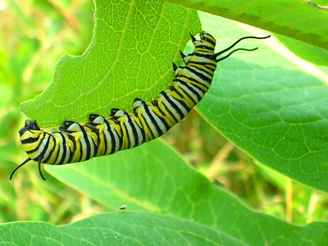 Larva or Caterpillar Stage
