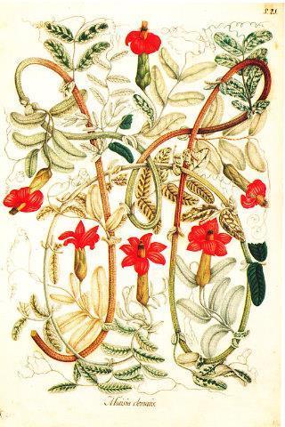 Expedición Botanica (Nueva Granada).