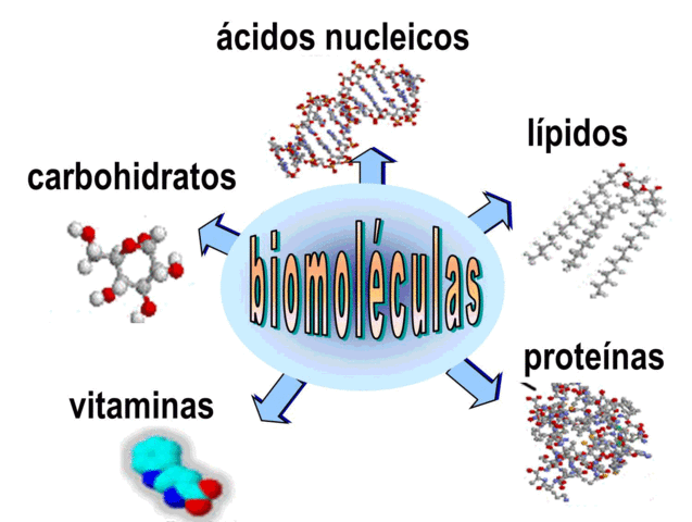 CLASIFICACION DE BIOMOLECUALAS