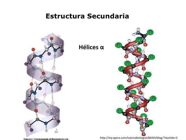 ESTRUCTURA SECUNDARIA DE LAS PROTEINAS.