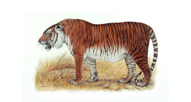 Tigre del Caspio